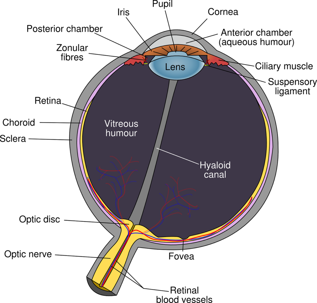 eye, diagram, eyeball-39998.jpg